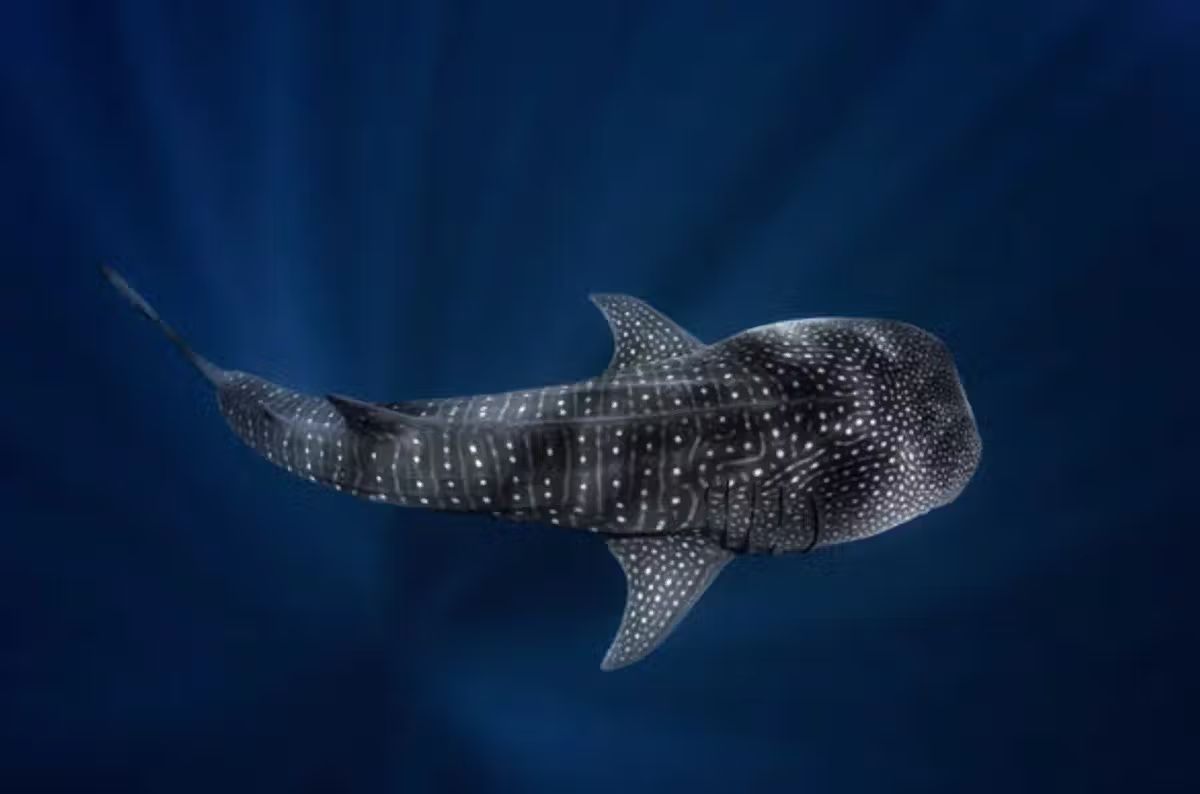 Tiburones